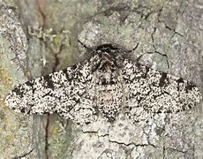 Image result for Peppered Moth Eggs