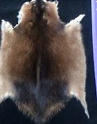 Image result for Muskrat Pelt