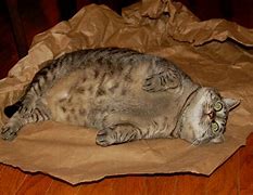 Image result for Cat Burrito Stuffy