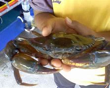 Image result for Ketam Beracun