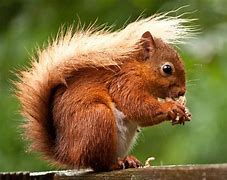 Image result for Squirrel