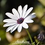 Image result for Daisy Seedlings