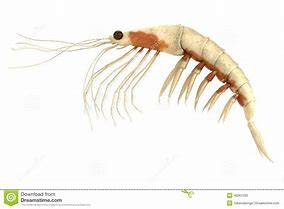 Image result for Krill Clip Art