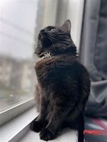 Image result for Black Cat Tarot