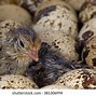 Image result for Quail Pixabay ABC