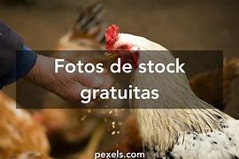 Image result for Imagenes De Pollo