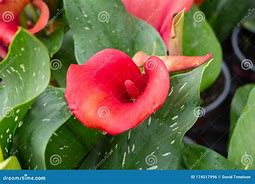 Image result for Red Calla Lily Flower