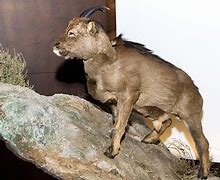 Image result for Cave Goat