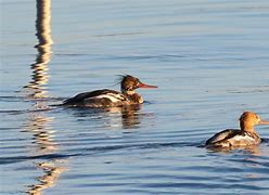 Image result for Crested Merganser