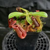 Image result for Nepenthes Muluensis X Lowii