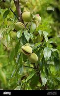 Image result for Is Almond Tree Pruns