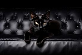 Image result for Black Cat Small On Couch