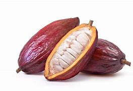 Image result for Kaki Cacao