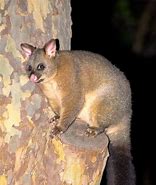 Image result for Brushtail Possum