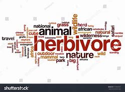 Image result for Herbivore Word Art