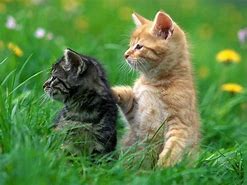 Image result for Free Cat Screensavers for Computers