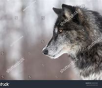 Image result for Wolf Side Rear View