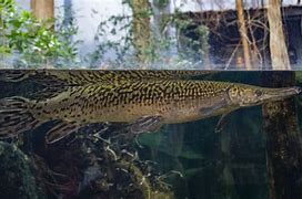 Image result for Alligator Gar Fisch