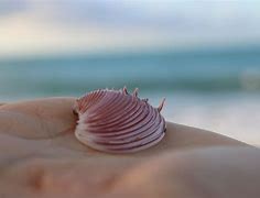 Image result for Beach Snails