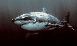 Image result for Great White Shark Backpack