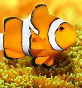 Image result for Clownfish Fry Food