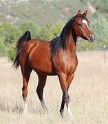 Image result for Arabian Mule