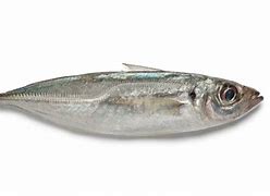 Image result for Jack Mackerel Pouch