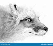 Image result for Realistic Cartoon Fox