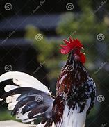 Image result for Malaysia Serama Chicken