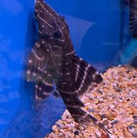 Image result for Black Angelfish Saltwater