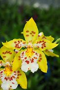 Image result for Oncidium Orchid Plant