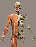 Image result for Image Showing Skeleton and Muscles