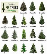 Image result for Fir Tree Mites