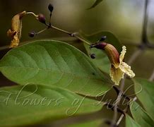 Image result for Yellow Tree Snake