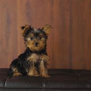 Image result for Maltese X Yorkie