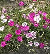 Image result for Maiden Pink's Flower