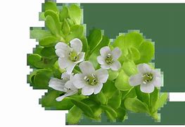 Image result for Bacopa Monnieri