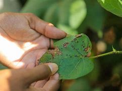 Image result for Bacterial Leaf Spot