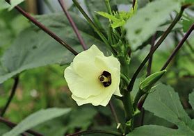 Image result for Okra Black People