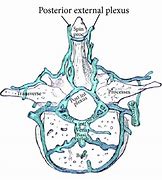 Image result for Venous Plexuses