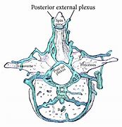 Image result for Vertebral Venous Plexus