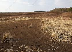 Image result for Raised Peat Bog