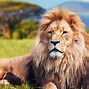 Image result for Liga Animal