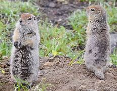 Image result for Striped Gopher Poison