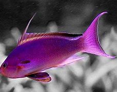 Image result for Pink Saltwater Fish