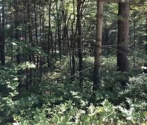 Image result for Reffitt Nature Preserve