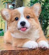 Image result for Adorable Baby Corgi