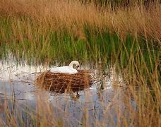 Image result for Swan Nesting Ashtrays