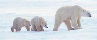 Image result for Polar Bear Global Warming