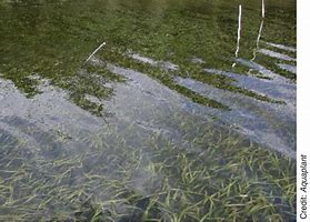 Image result for Pond Weeds Identification